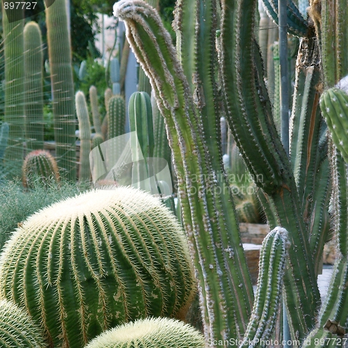 Image of Cactus