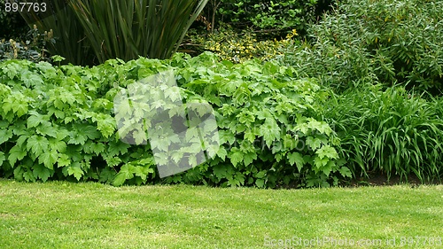 Image of Greenery background