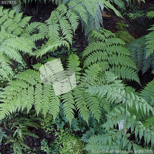 Image of Ferns