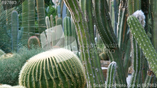 Image of Cactus