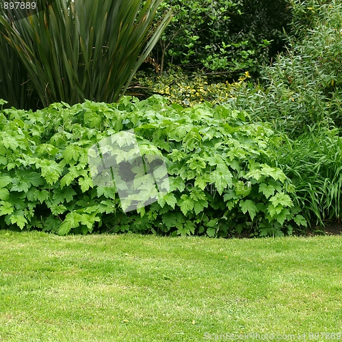 Image of Greenery background