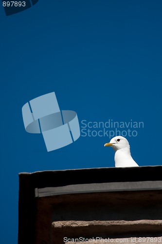 Image of Seagull