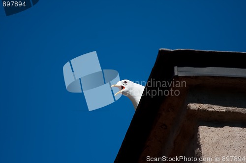 Image of Screaming seagull