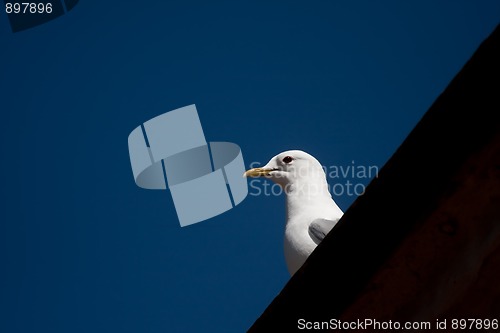 Image of seagull