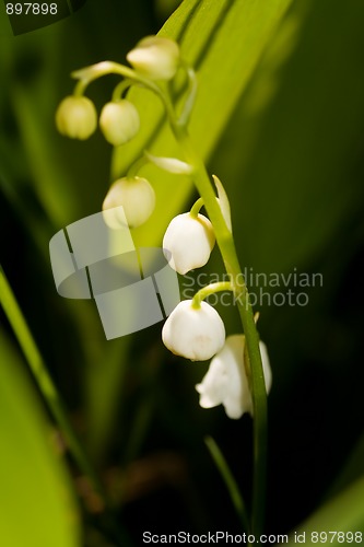 Image of Lily of the valley