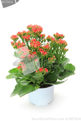 Image of Spring flowers