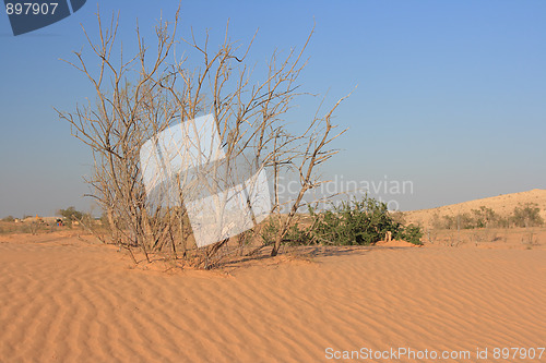 Image of The spring in the desert