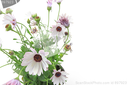 Image of Spring flowers