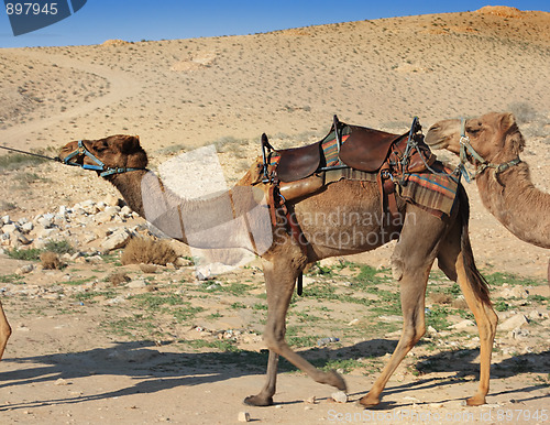 Image of Camels in the desert