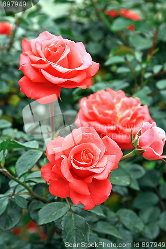 Image of Spring flowers