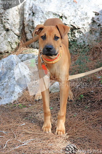 Image of The dog 