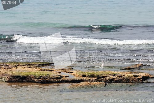 Image of The surf