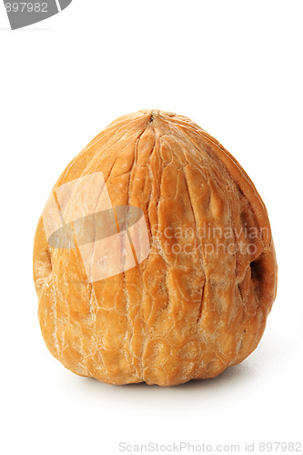 Image of The walnut 