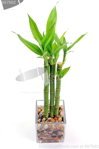 Image of The bamboo plant