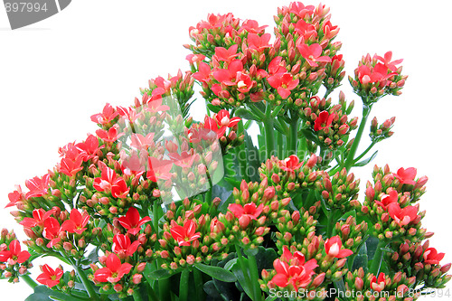 Image of Spring flowers