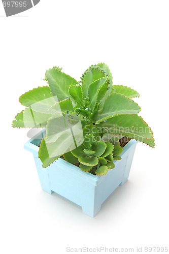 Image of The plant