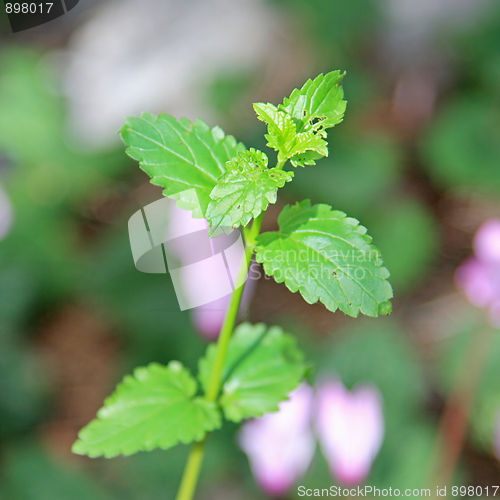 Image of The green plant