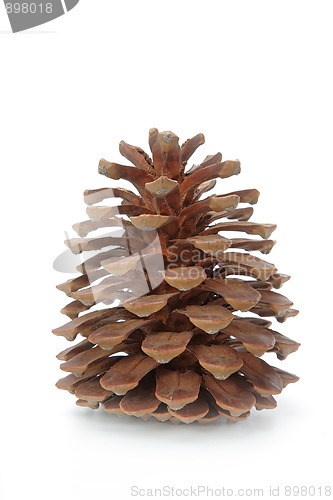 Image of The pinecone