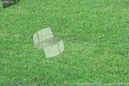 Image of Green grass