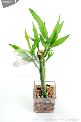 Image of The bamboo plant
