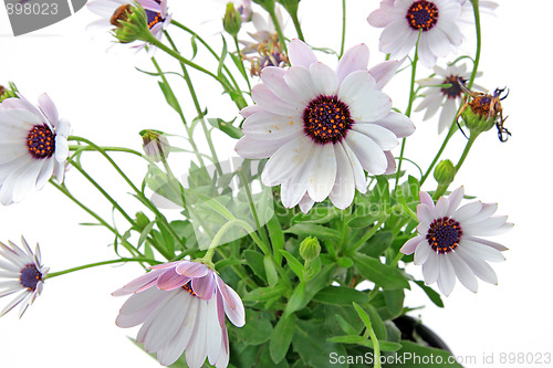 Image of Spring flowers