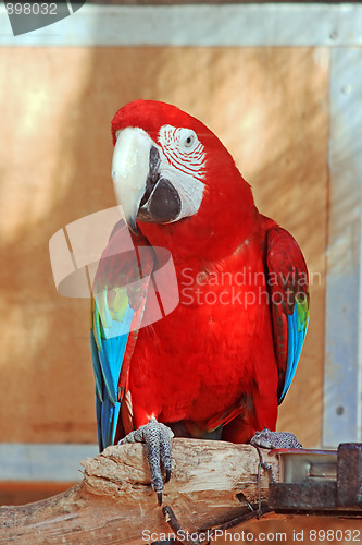 Image of The parrot