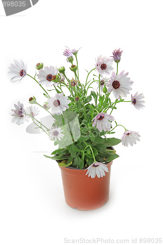 Image of Spring flowers