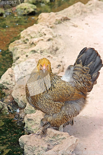 Image of Thecock