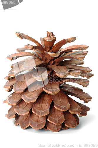 Image of The pinecone