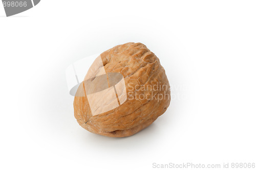 Image of The walnut 