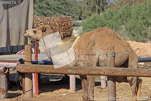 Image of The camel