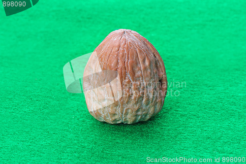 Image of The walnut 