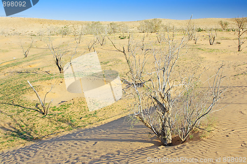 Image of The spring in the desert