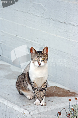 Image of Sitting cat