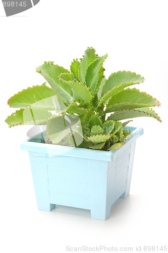 Image of The plant
