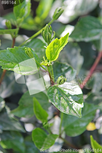 Image of The spring leafs