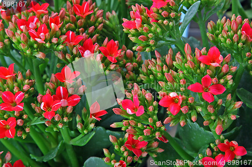 Image of Spring flowers