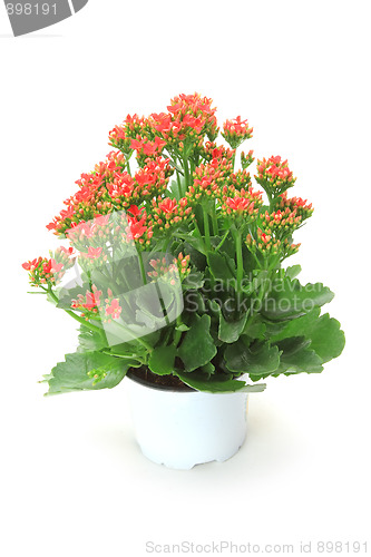 Image of Spring flowers