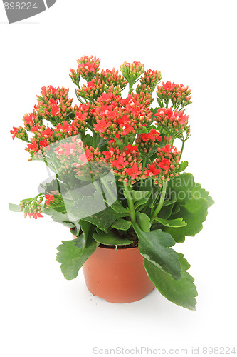 Image of Spring flowers