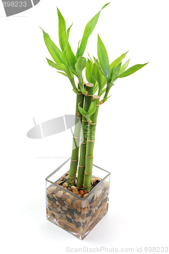 Image of The bamboo plant