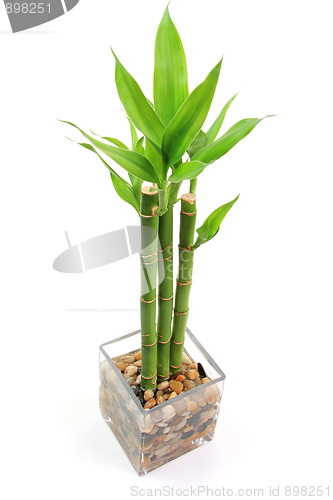 Image of The bamboo plant