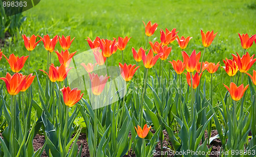 Image of Beautiful red and yellow tulips