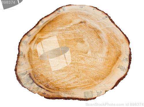 Image of Cross section of pine tree