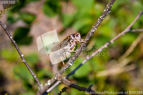 Image of Large grasshopper / locust