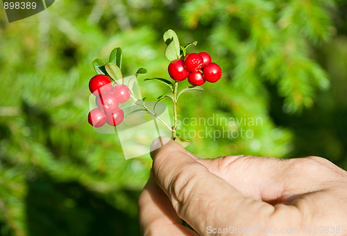 Image of Cranberry in a hand