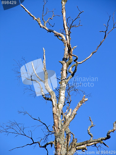 Image of Dried tree