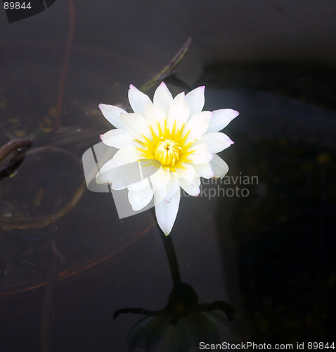 Image of Water Lily