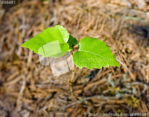 Image of New birch tree