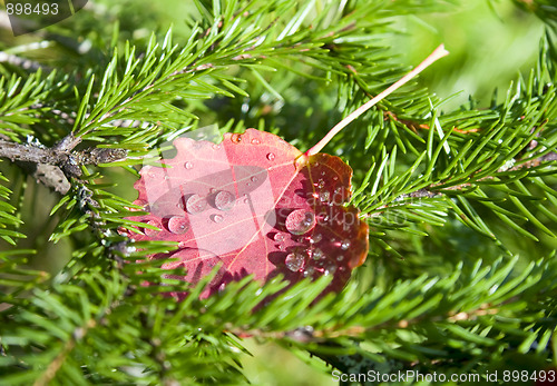 Image of Autumn leaf