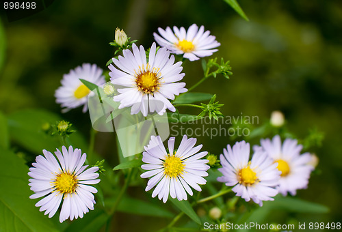 Image of Echinacea (coneflower) 